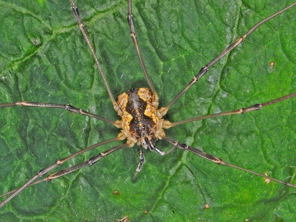 Mitopus morio (Phalangiidae)